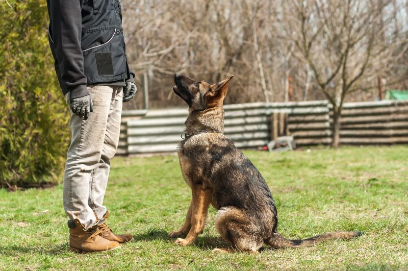 Teach key commands like sit and stay