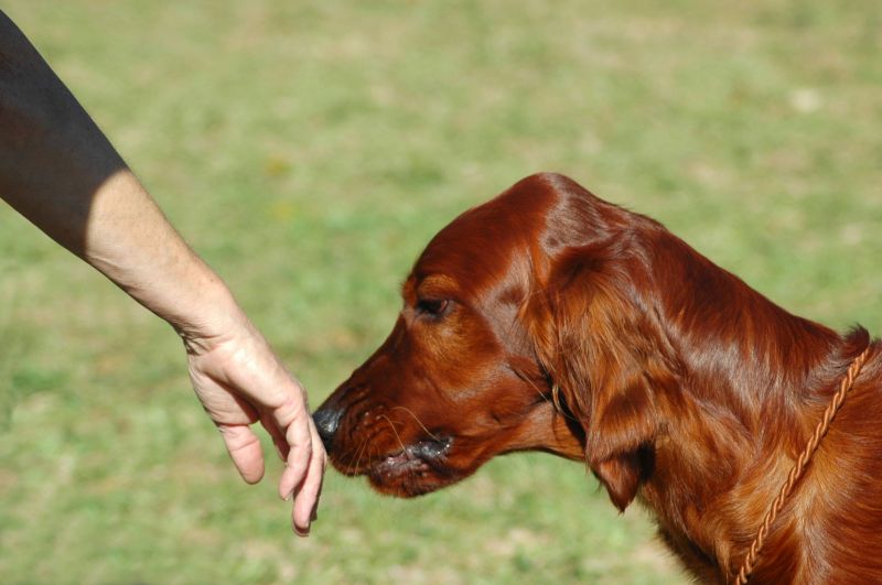 Help your dog interact well with others
