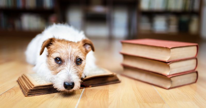 Address issues like barking and chewing